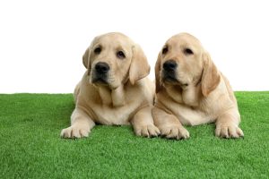 how to install artificial turf for dogs