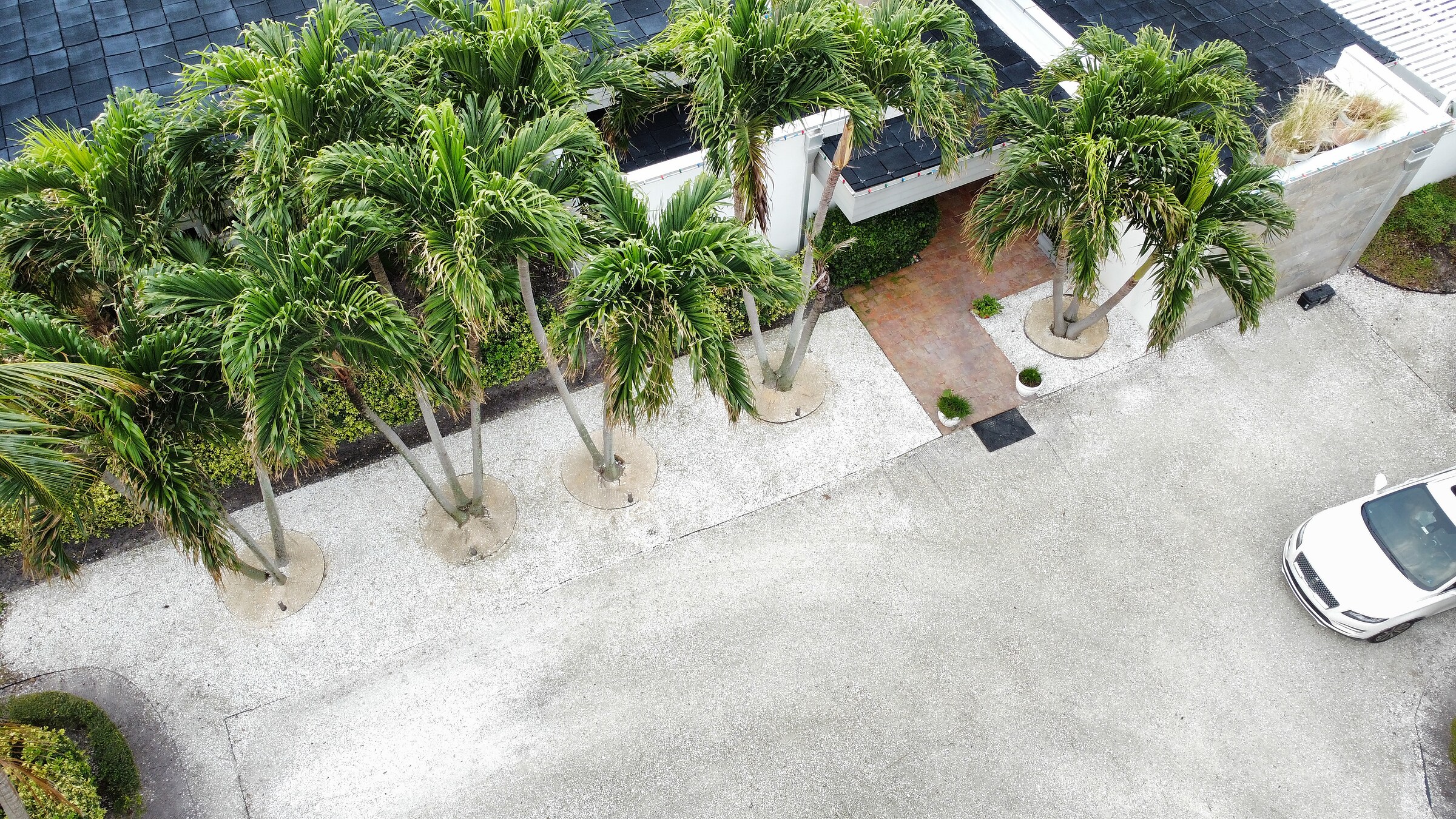 Palm-lined entry landscaping